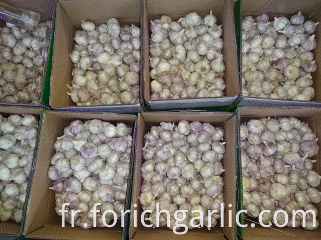 Size 5 0cm Normal White Garlic